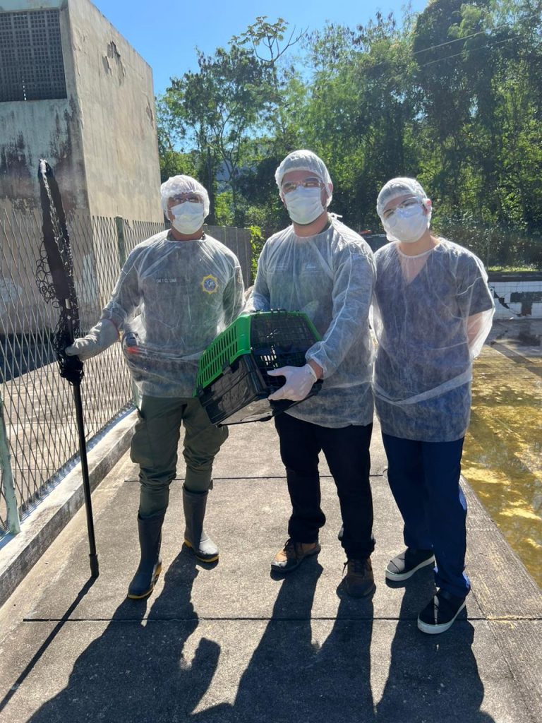 Técnicos da Asas , Guardas ambientais e Projeto de Monitoramento de Praias fazendo o correto manejo de aves marinhas em tempos de influenza aviária